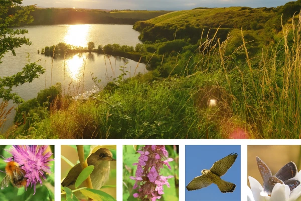 Biodiversity in Drogheda