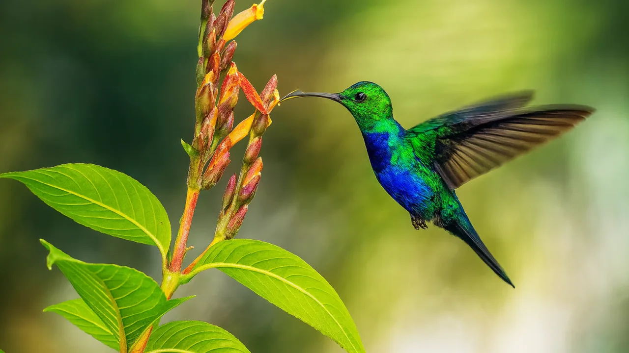 Bright Hummingbird