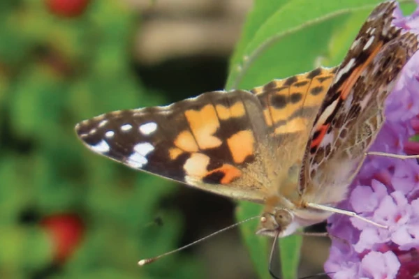 a close up of a butterfly on a flower