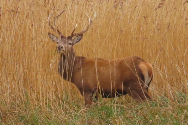 a male deer