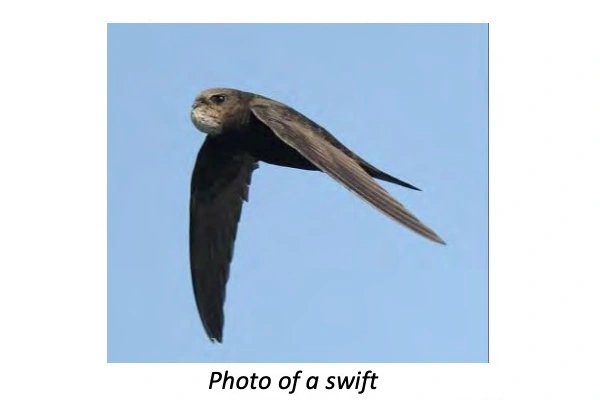 swift bird